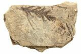 Conifer Needle (Thuja) Fossil - McAbee, BC #262235-1